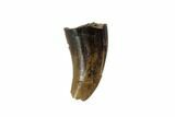 Bargain, Theropod (Raptor) Tooth - Montana #97442-1